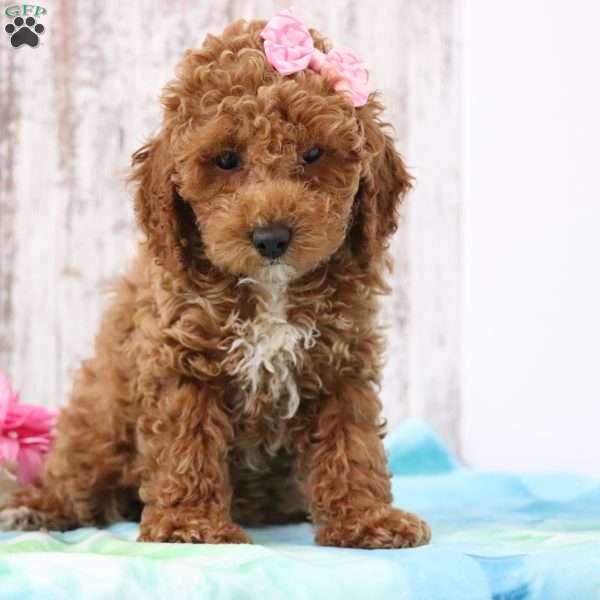 Tina, Miniature Poodle Puppy