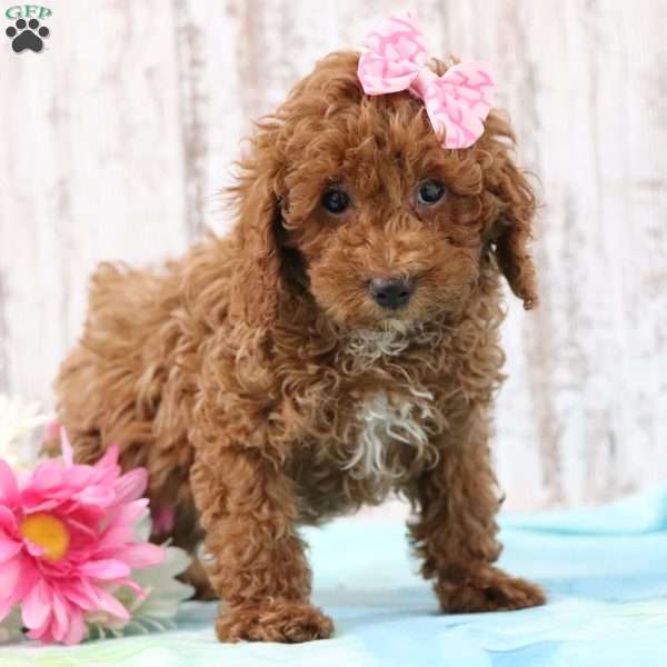 Trixie, Miniature Poodle Puppy