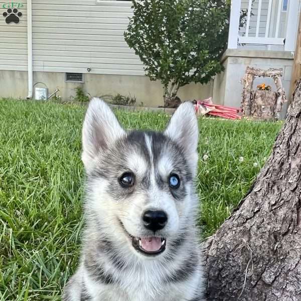 Kimmie, Pomsky Puppy