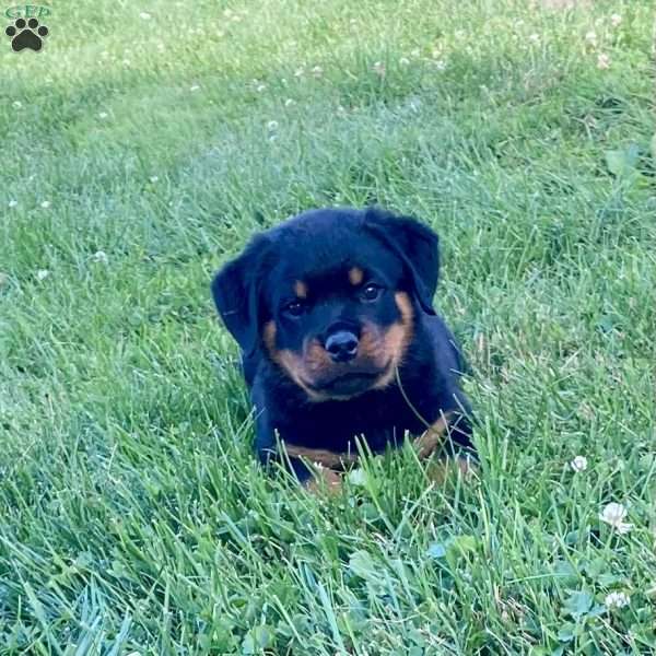 Max, Rottweiler Puppy