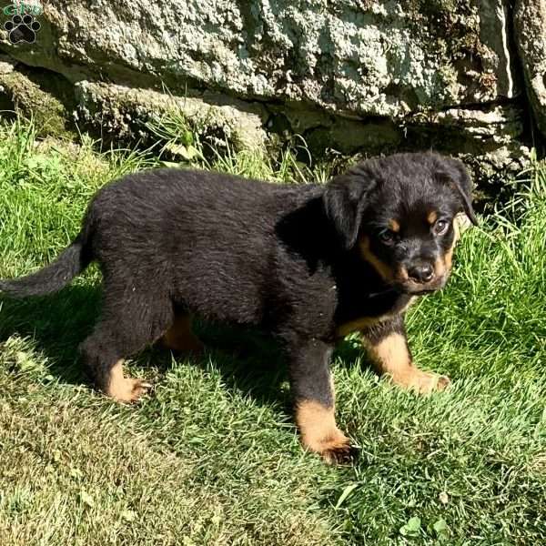 Remi, Rottweiler Puppy