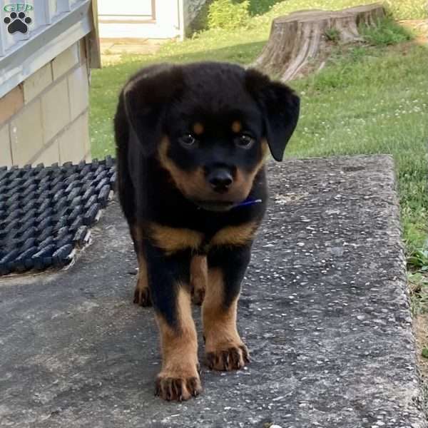 Dixie, Rottweiler Puppy