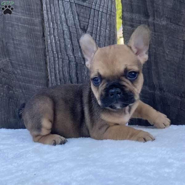 Cookie, French Bulldog Puppy