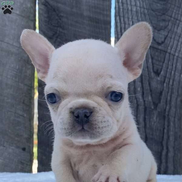 Bubba, French Bulldog Puppy