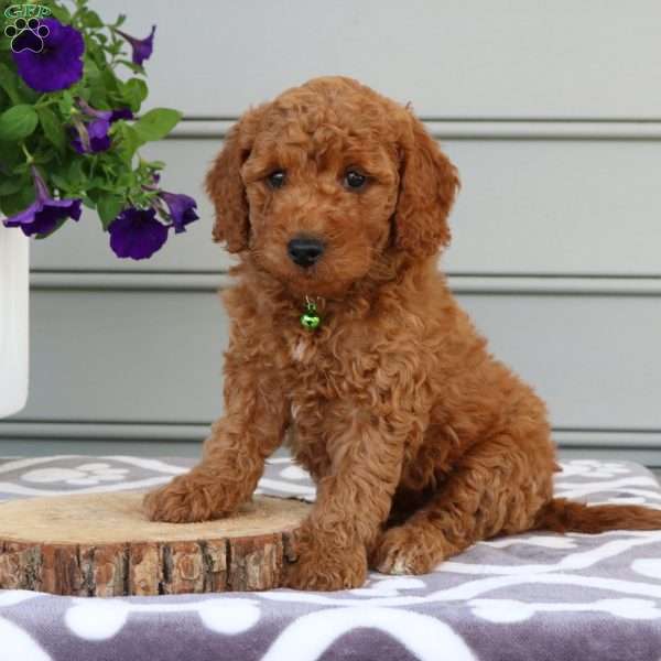 Blake, Mini Goldendoodle Puppy