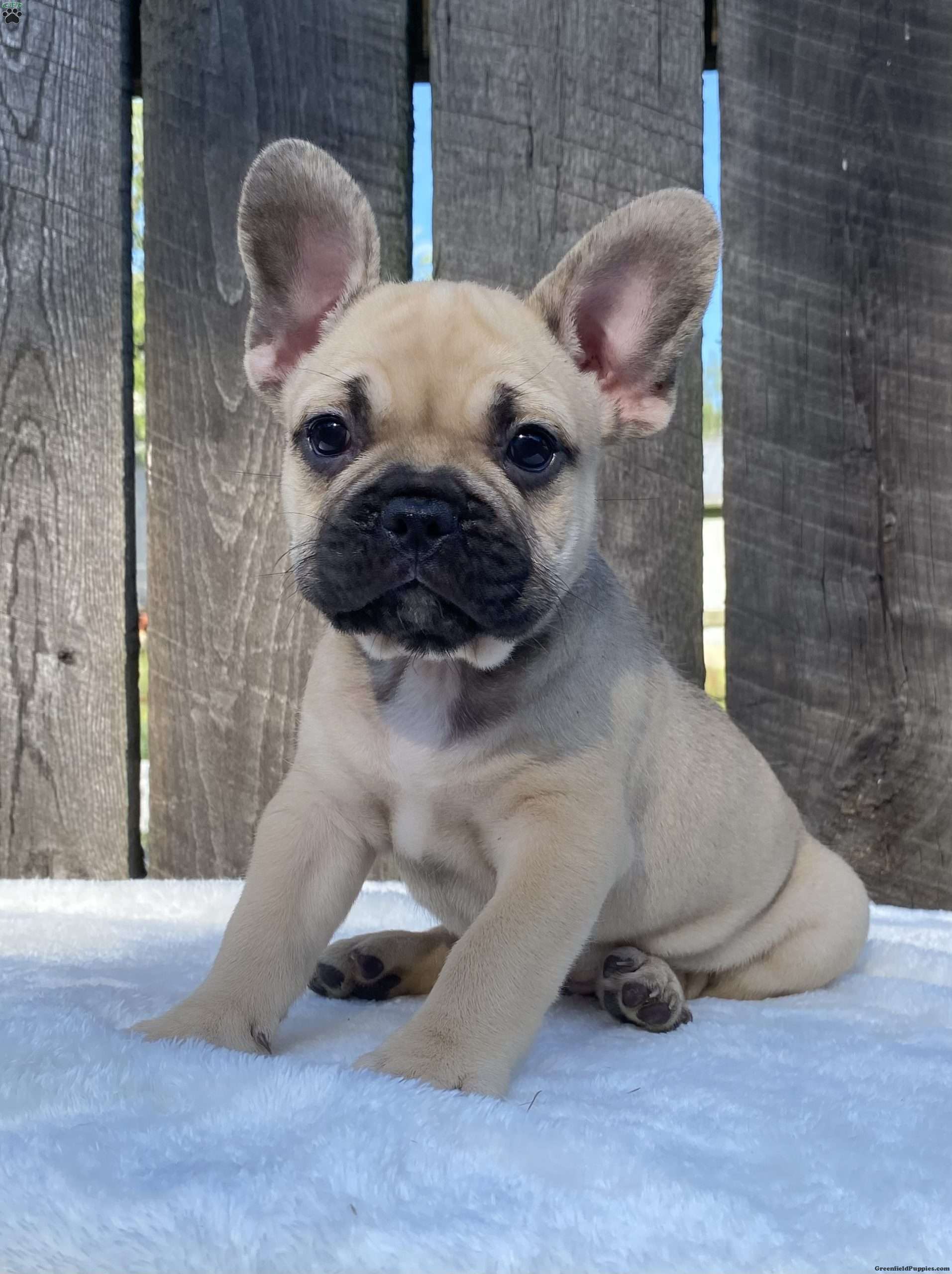 Winston - French Bulldog Puppy For Sale in Ohio