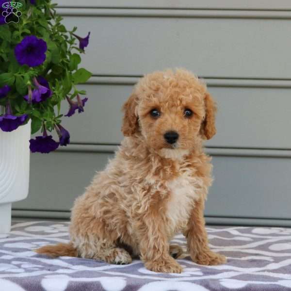 Blossom, Mini Goldendoodle Puppy