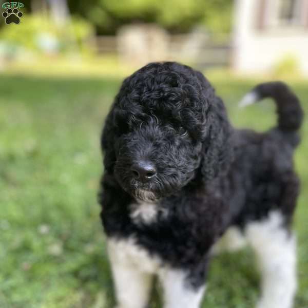 Violet, Standard Poodle Puppy