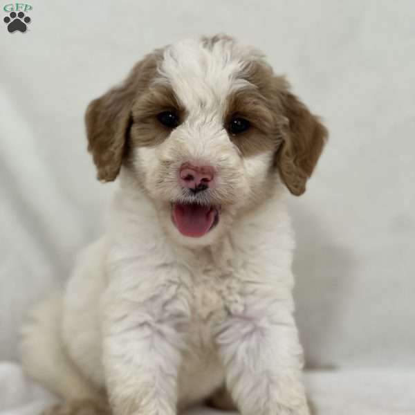 Holly, Mini Goldendoodle Puppy