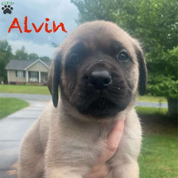 Alvin, English Mastiff Puppy