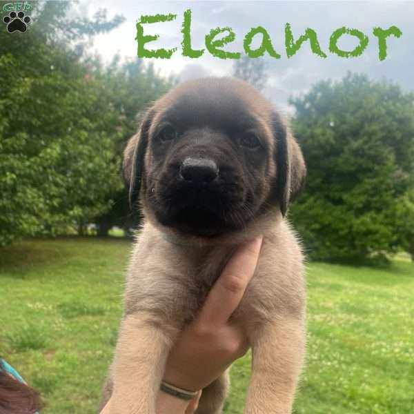 Eleanor, English Mastiff Puppy