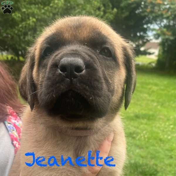 Jeanette, English Mastiff Puppy