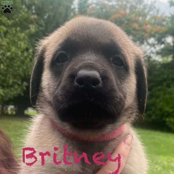 Britney, English Mastiff Puppy