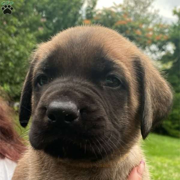 Dave, English Mastiff Puppy