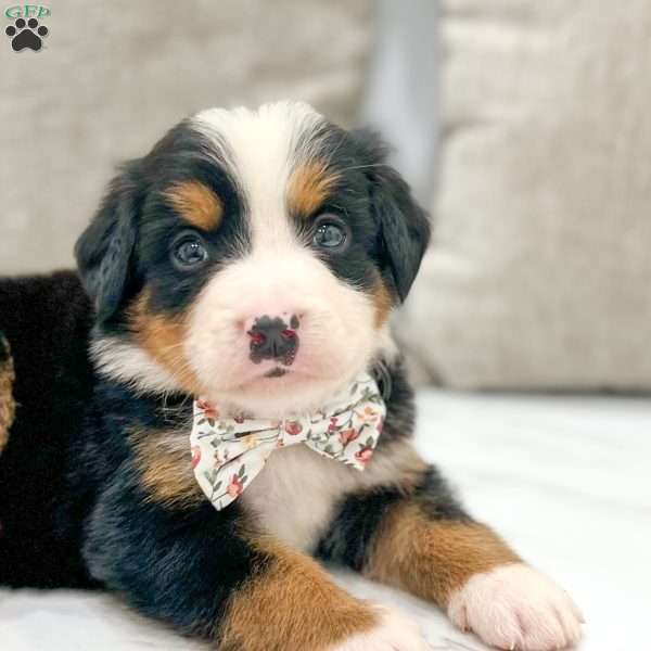 Basil, Bernese Mountain Dog Puppy