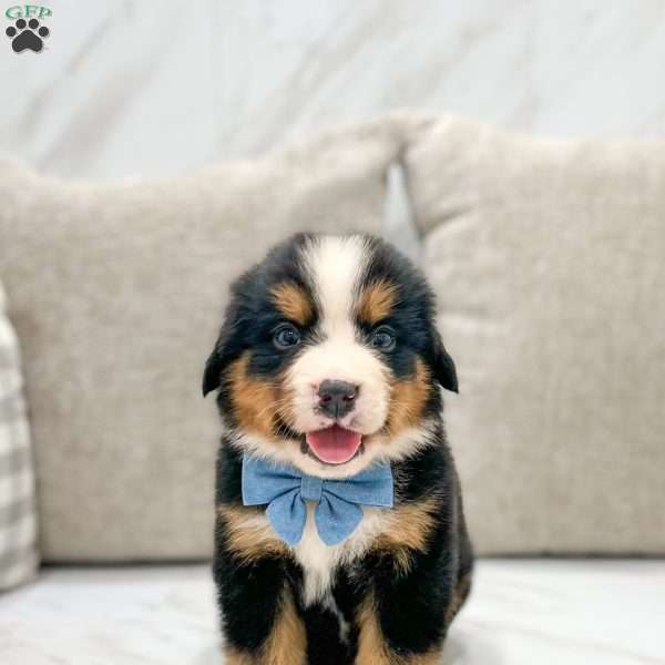 River, Bernese Mountain Dog Puppy