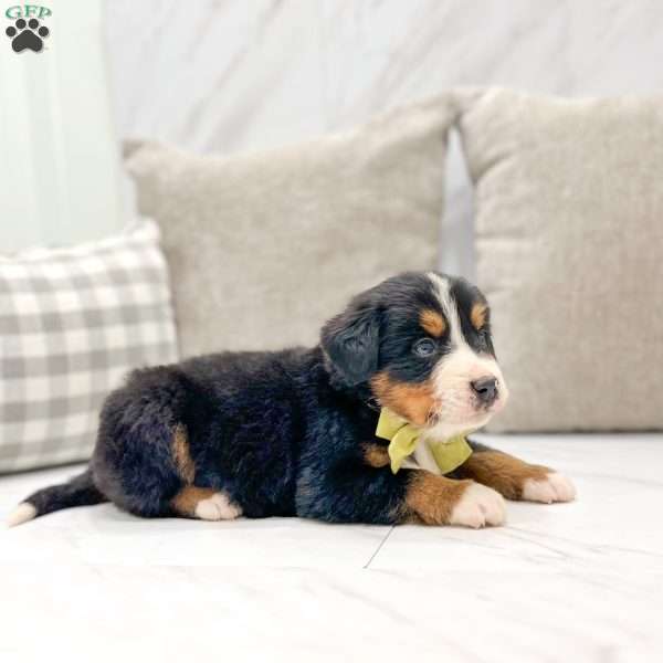 Coby, Bernese Mountain Dog Puppy