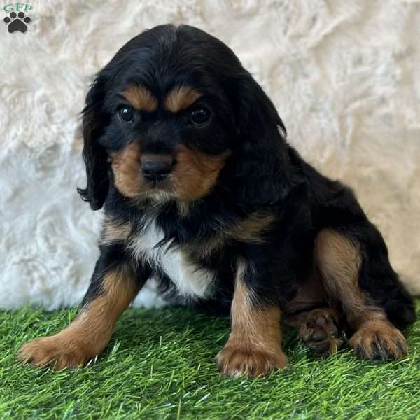 Wrangler, Cavalier King Charles Spaniel Puppy