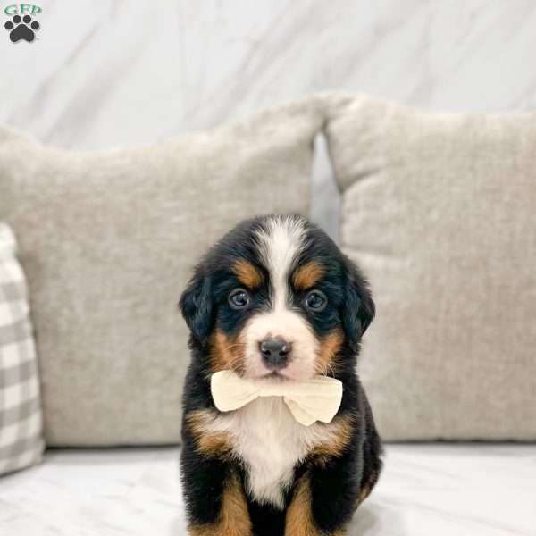 Koda, Bernese Mountain Dog Puppy