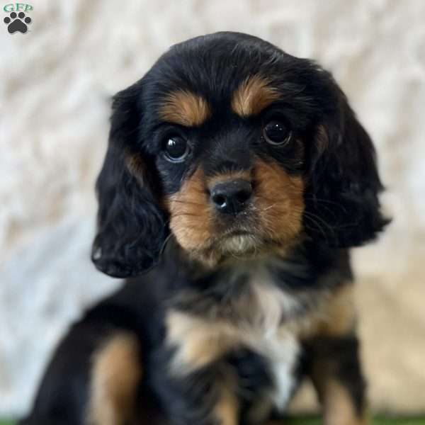 Daisy, Cavalier King Charles Spaniel Puppy