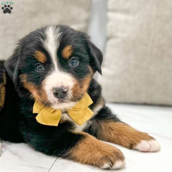 Honey, Bernese Mountain Dog Puppy