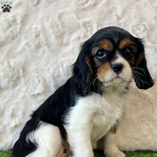 Dolly, Cavalier King Charles Spaniel Puppy