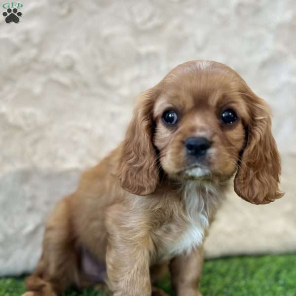 Wade, Cavalier King Charles Spaniel Puppy