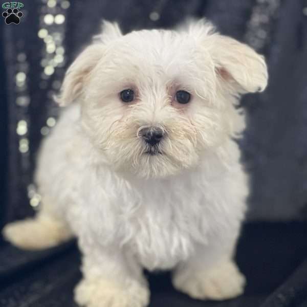 Loki, Maltese Puppy