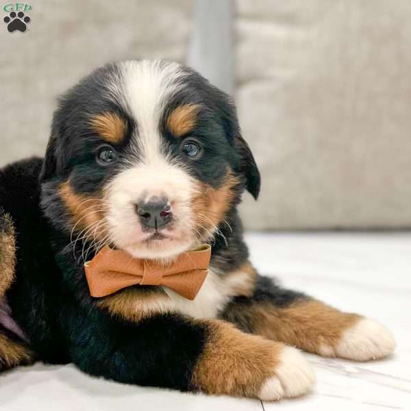 Ashton, Bernese Mountain Dog Puppy