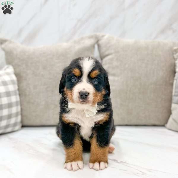 Murphy, Bernese Mountain Dog Puppy