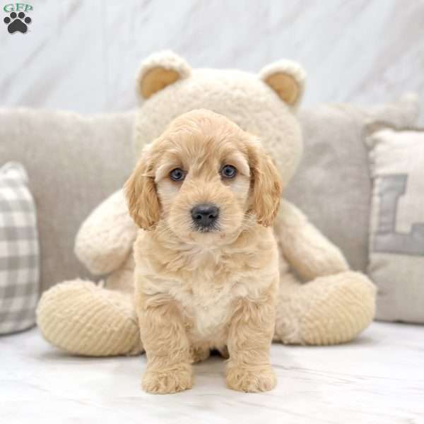 Ivory, Mini Goldendoodle Puppy