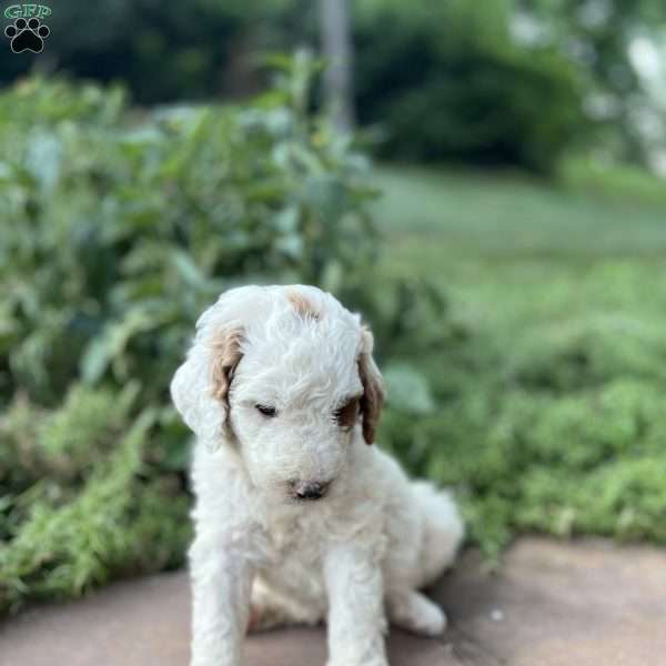 Hank, Goldendoodle Puppy