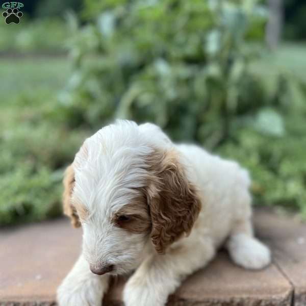 Bella, Goldendoodle Puppy