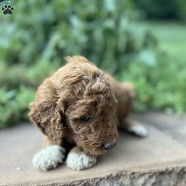 Bailey, Goldendoodle Puppy