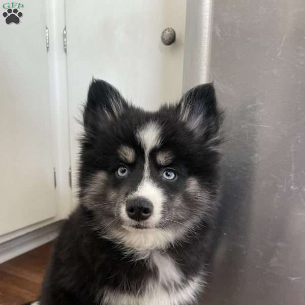 Mikey, Pomsky Puppy