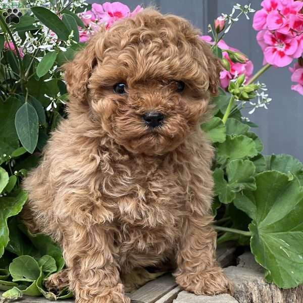 Cala, Cavapoo Puppy