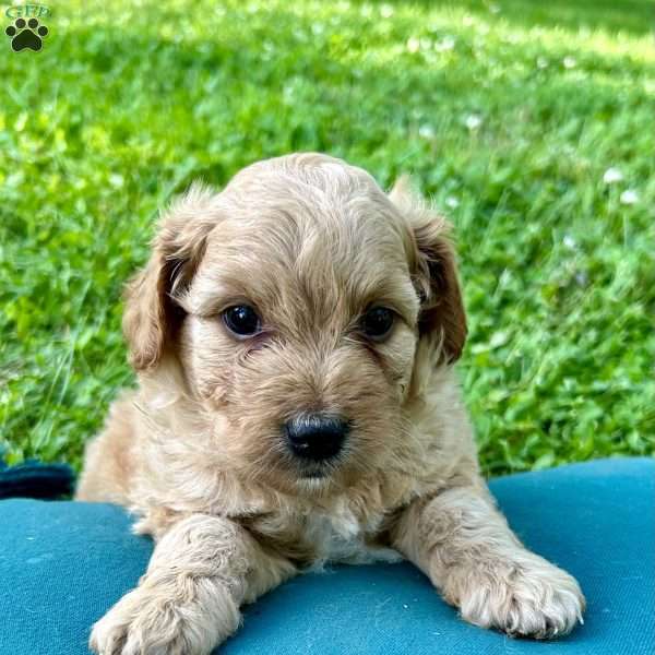 Zander, Mini Aussiedoodle Puppy