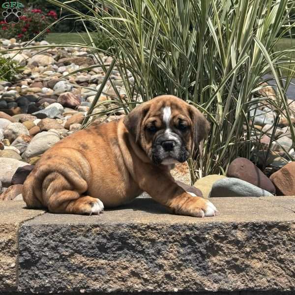 Violet, Beabull Puppy