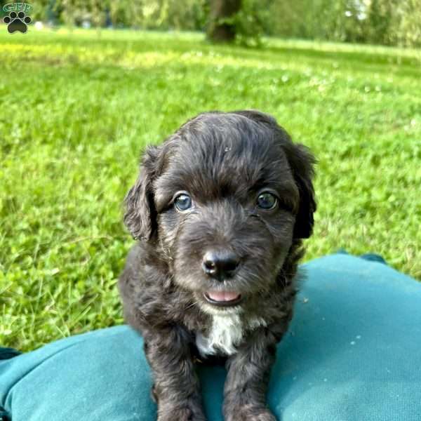 Zippy, Mini Aussiedoodle Puppy