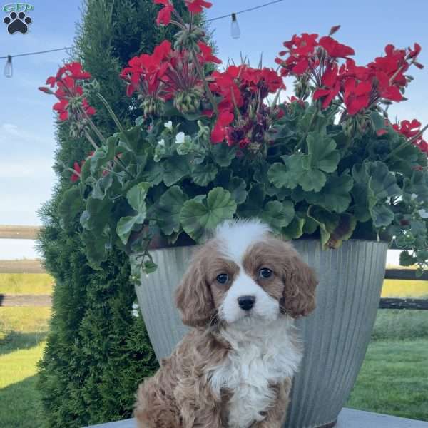 Gracie, Cavapoo Puppy