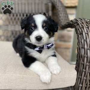 Tuesday, Australian Shepherd Puppy