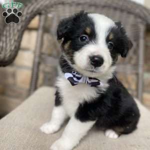 Tuesday, Australian Shepherd Puppy