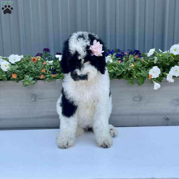 Martina, Sheepadoodle Puppy