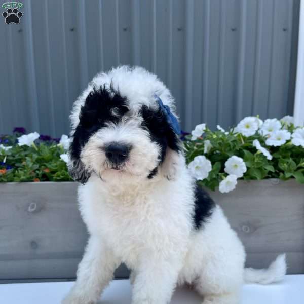 Reba, Sheepadoodle Puppy