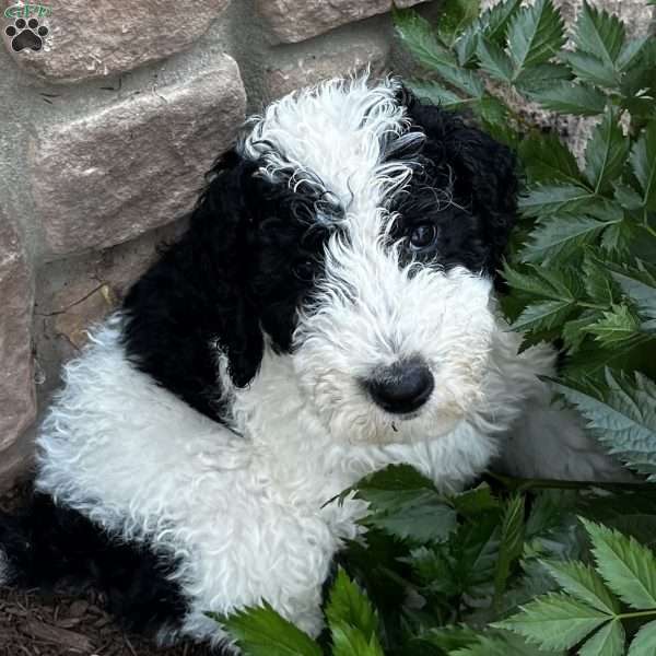 Rascal, Sheepadoodle Puppy