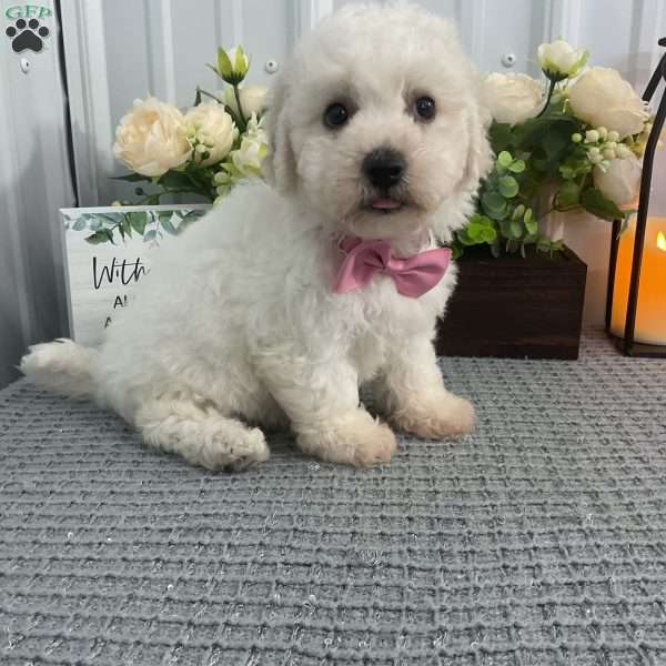 Charlotte, Bichon Frise Puppy