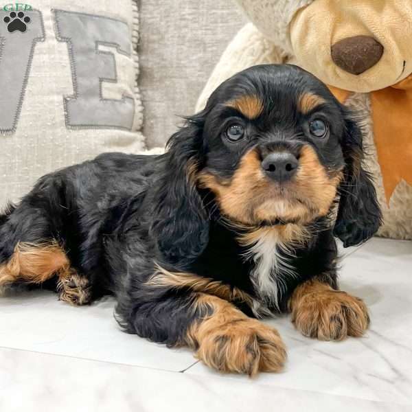 Luca, Cavalier King Charles Spaniel Puppy