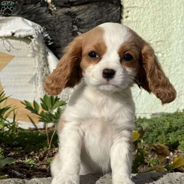 Rachel, Cavalier King Charles Spaniel Puppy