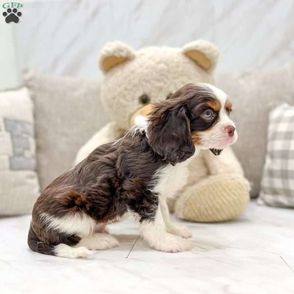 Biscuit, Cavalier King Charles Spaniel Puppy