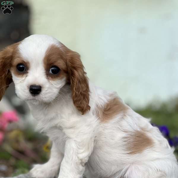 Rosebud, Cavalier King Charles Spaniel Puppy